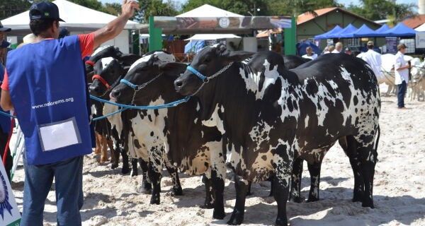 Faturando R$ 576,8 milhões Expogrande 2024 supera todas as expectativas