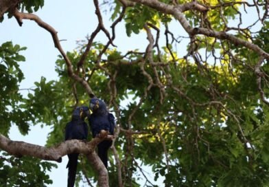 Segunda chamada do PSA Pantanal recebe inscrições até 6 de abril