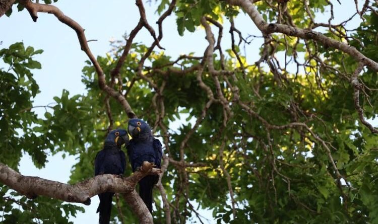 Segunda chamada do PSA Pantanal recebe inscrições até 6 de abril