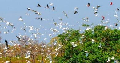COP15 Governo de MS mobiliza secretarias para apoiar evento internacional em Campo Grande