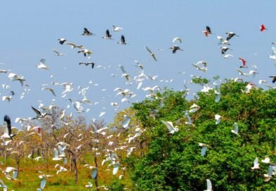 COP15 Governo de MS mobiliza secretarias para apoiar evento internacional em Campo Grande
