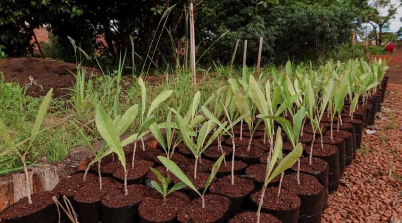 Plantio do Bosque da COP15 começa neste sábado   aberto ao público