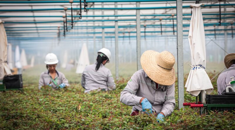 Suzano amplia presença feminina e encerra 2025 com 556 mulheres contratadas em Mato Grosso do Sul