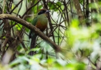 Juruva é instituída ave símbolo da Mata Atlântica em MS e impulsiona conservação e aviturismo