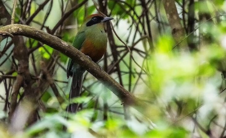 Juruva é instituída ave símbolo da Mata Atlântica em MS e impulsiona conservação e aviturismo