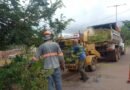 Prefeitura qualifica equipes para prevenir quedas de árvores e reforçar segurança em Campo Grande