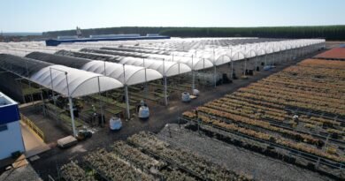 Suzano abre 30 vagas em Ribas do Rio Pardo