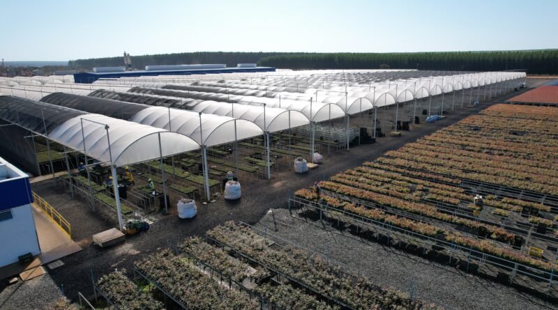 Suzano abre 30 vagas em Ribas do Rio Pardo