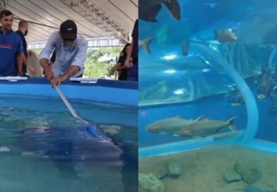 De “fujona” a atração: pirarucu que caiu de carro em avenida de Campo Grande ganha nova vida no Bioparque Pantanal veja vídeo