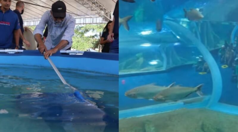 De “fujona” a atração: pirarucu que caiu de carro em avenida de Campo Grande ganha nova vida no Bioparque Pantanal veja vídeo